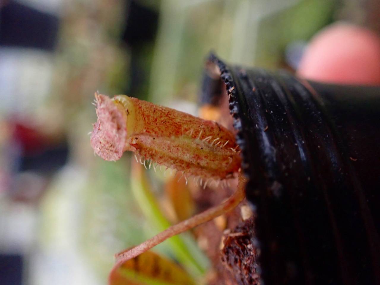 G533 1-3 [YA-179] N. attenboroughii JH Y's Lab - Y's Exotics