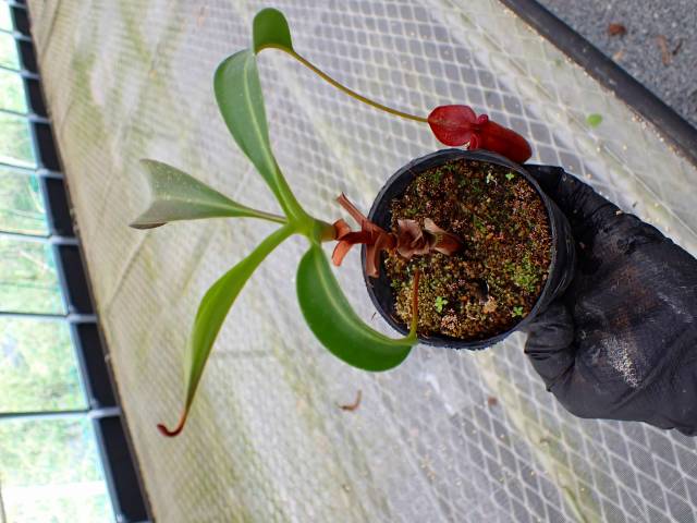 Y614 5-3 N. [(thorelii x rafflesiana) x thorelii squat] x lowii
