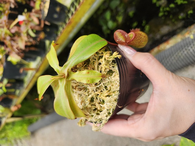 Microcyphus rousseaui　ウニ　殻　大 Microcyphus rousseaui ウニ殻 小