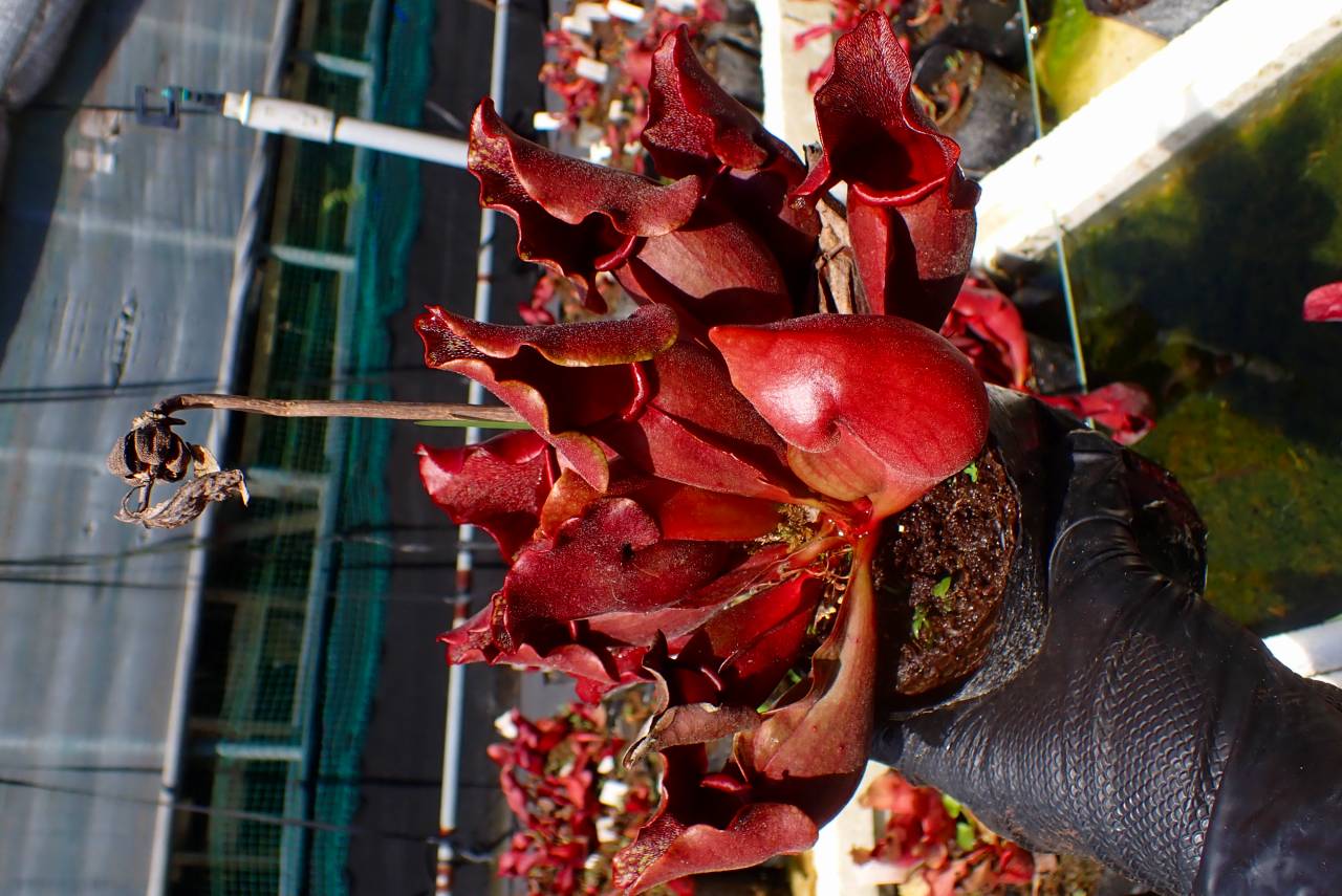 E104 S. purpurea ssp. venosa (dark red flower) 伊勢花菖蒲園 | Y's