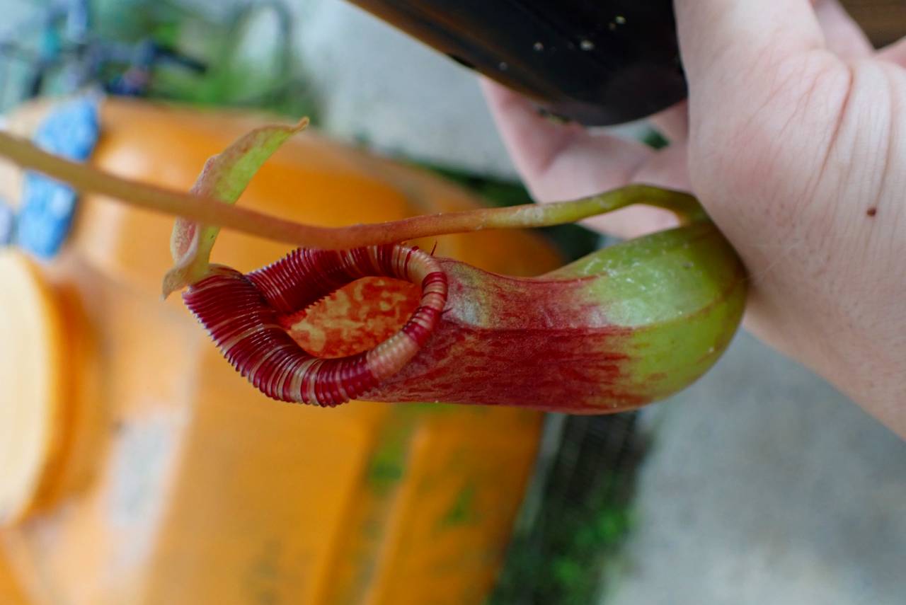 R164 1H N. ventricosa (N14, Liberec Botanical Garden) x lowii