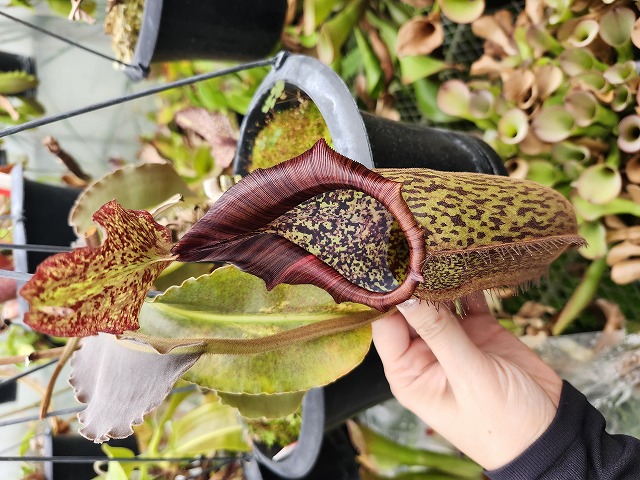 J134 1-1 N. maxima wavy leaf (No,45) - Y's Exotics （山田食虫植物