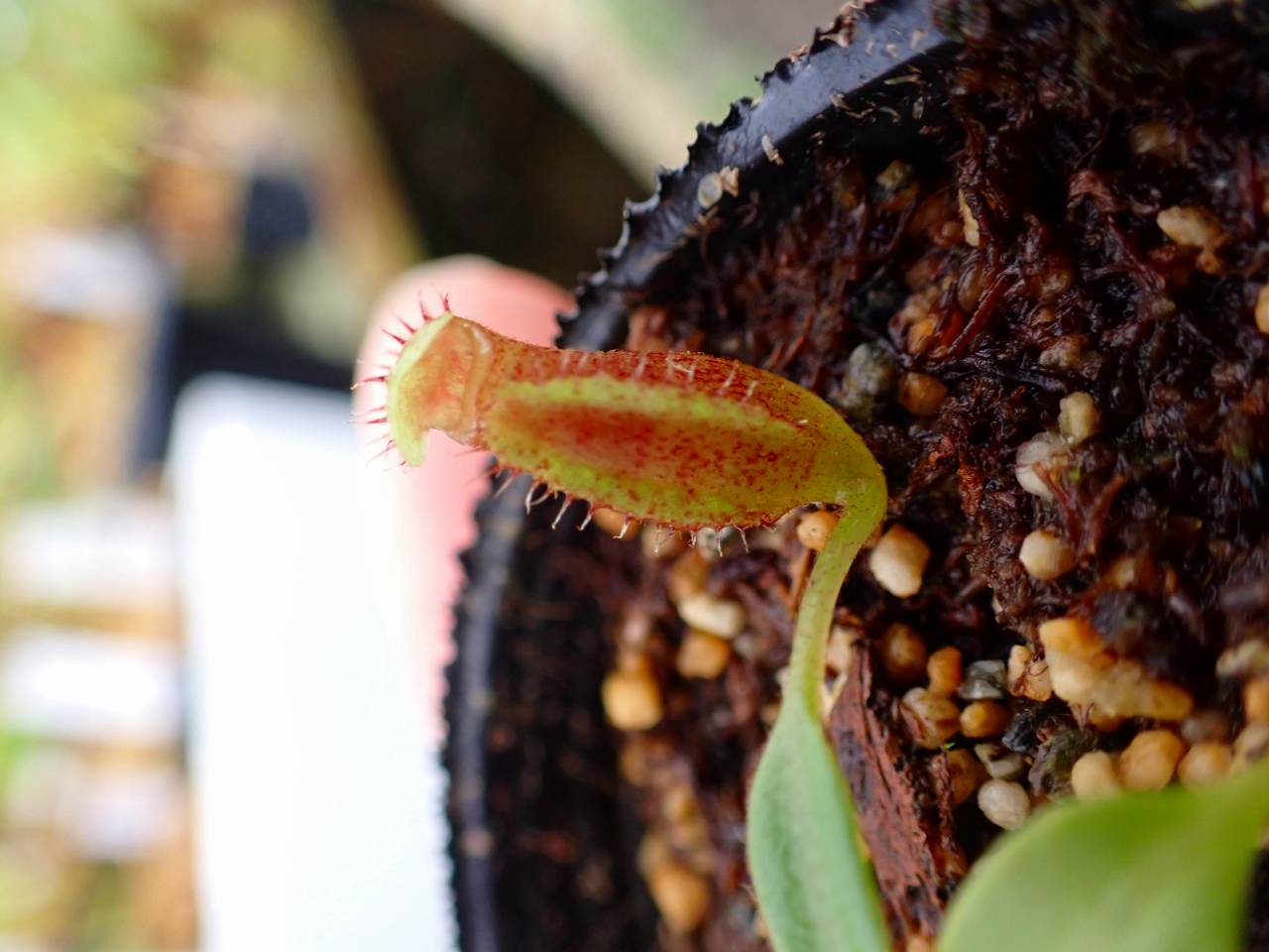 J263 1-2 N. lowii x macrophylla #NNN - Y's Exotics （山田食虫植物