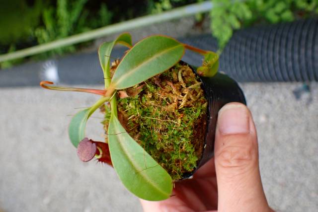 Y207 1-3 #BBB N. alata (Quezon green) x ephippiata konan