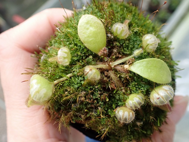 E630 1-1 Cephalotus follicularis seedling of Hummer's Giant 02 BCP