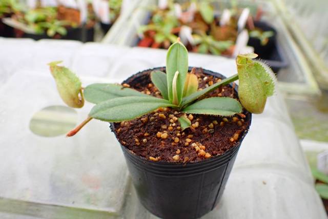 Catopsis morreniana giant form 食虫植物 Catopsis morreniana giant form 食虫植物