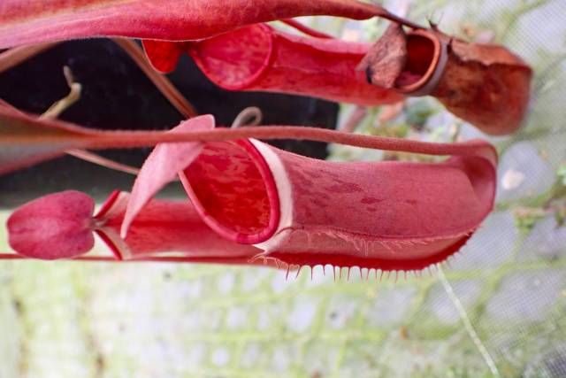 O106 4-2 N. albomarginata red 一正園 | Y's Exotics （山田食