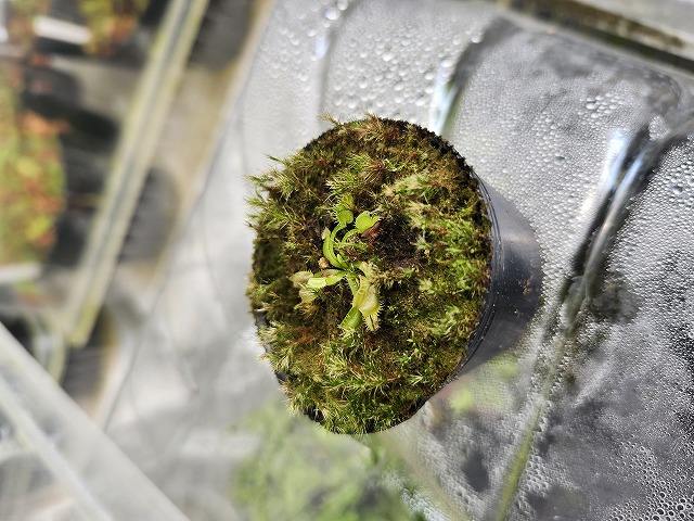 G718 5-1 Dionaea muscipula 