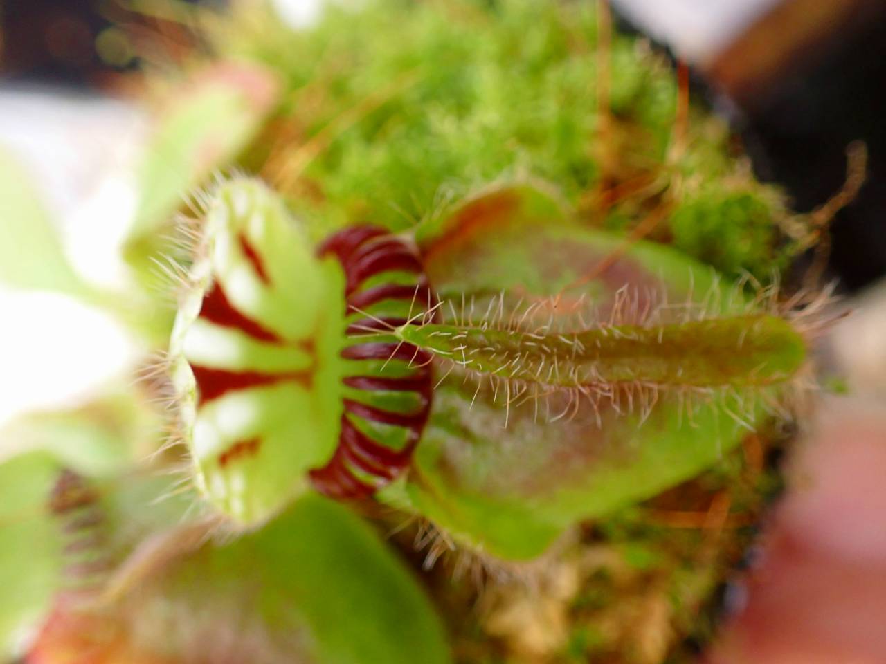 J105 1-2 Cephalotus follicularis `Big boy' Cedric - Y's Exotics