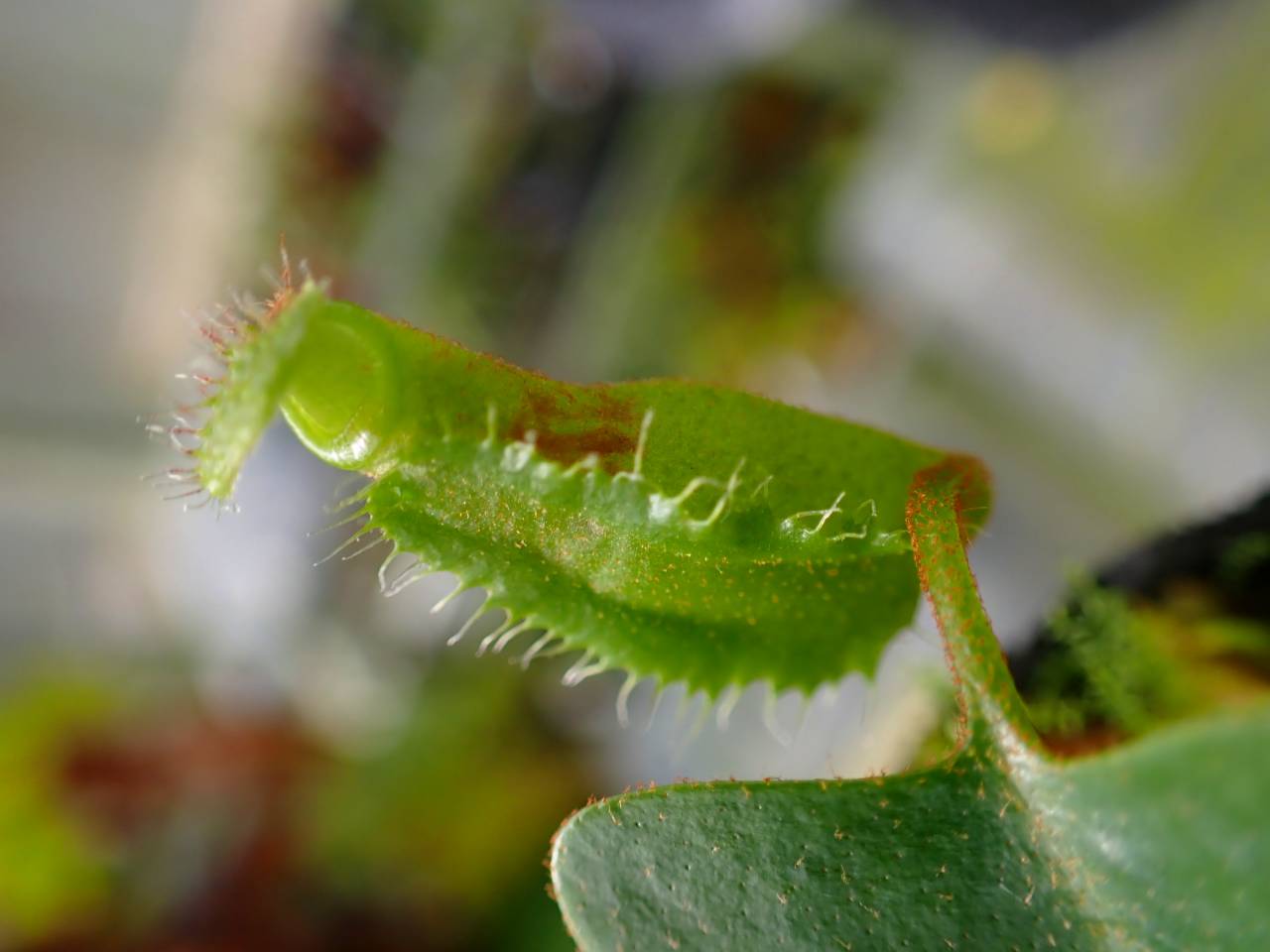 G640 1-4 N. nebularm sibcross Y's - Y's Exotics （山田食虫植物農園）