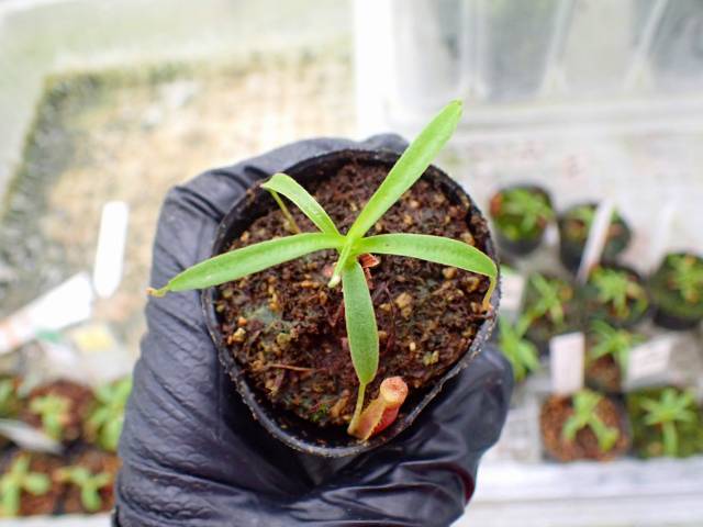 P847 5-1 [YA-14] N. sp. bongso (from G. Gadut, seedgrown) Y's Lab