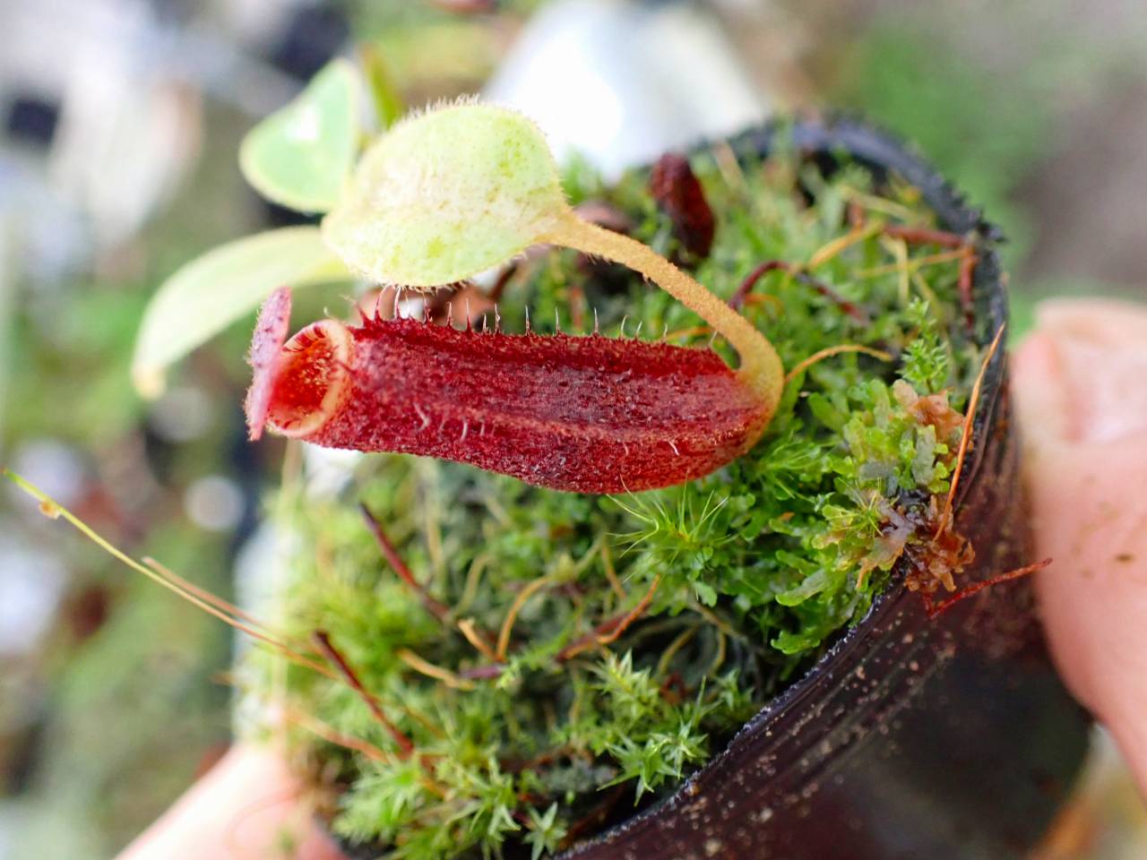 Y284 1-2 N. vogellii x lowii #NNN - Y's Exotics （山田食虫植物農園）
