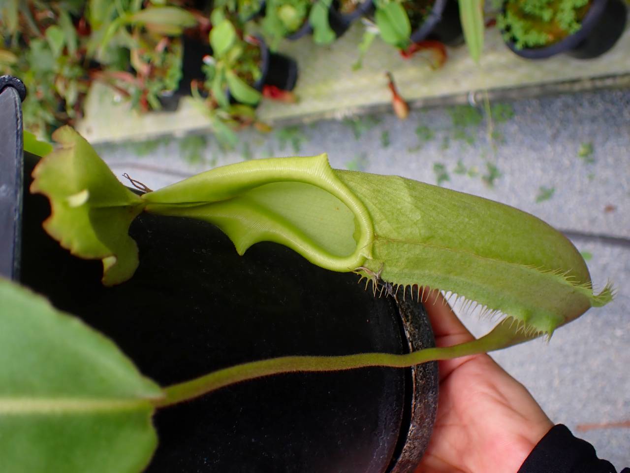 R594 5-3 N. maxima wavy leaf, frilled stem x maxima (d) Sulawesi