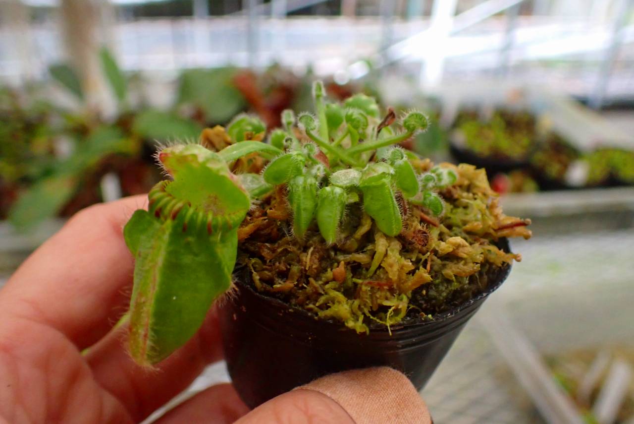 P289 5-1 [YA-30] Cephalotus follicularis Giant Y's Lab | Y's