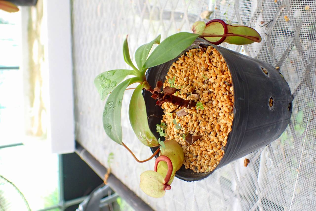 食虫植物N. xtrusmadensis AW clone:3 Nepenthes x trusmadiensis clone 1 #1 / N.hamata #3 / N.dubia #1