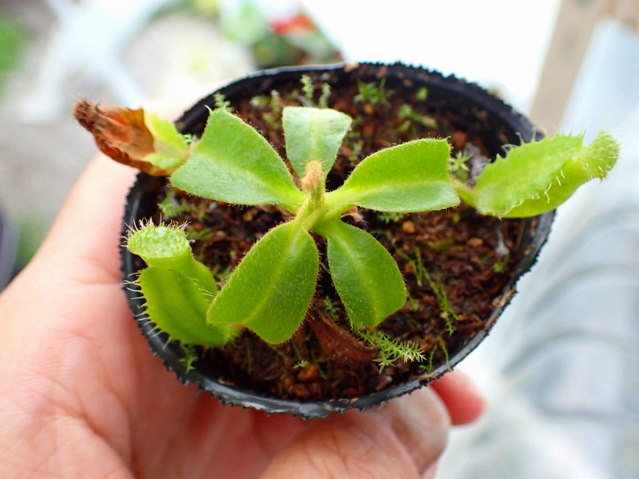 Y933 1-2 [YA-3] N. truncata 広島実生系 Y's Lab - Y's Exotics
