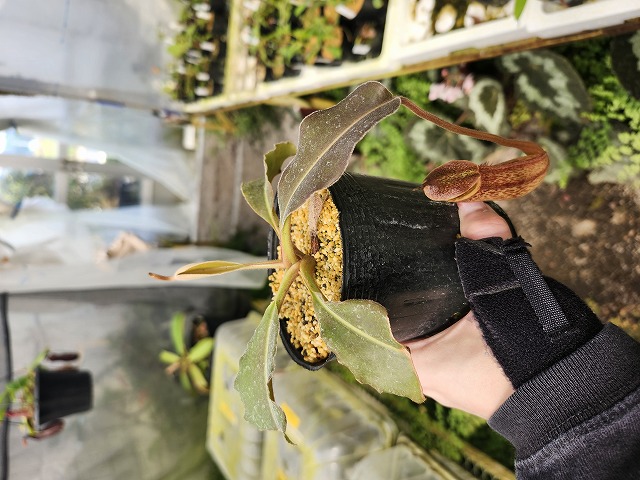 Y814 1-2 N. maxima (wavy leaf) No.107 ♂ | Y's Exotics （山田食虫