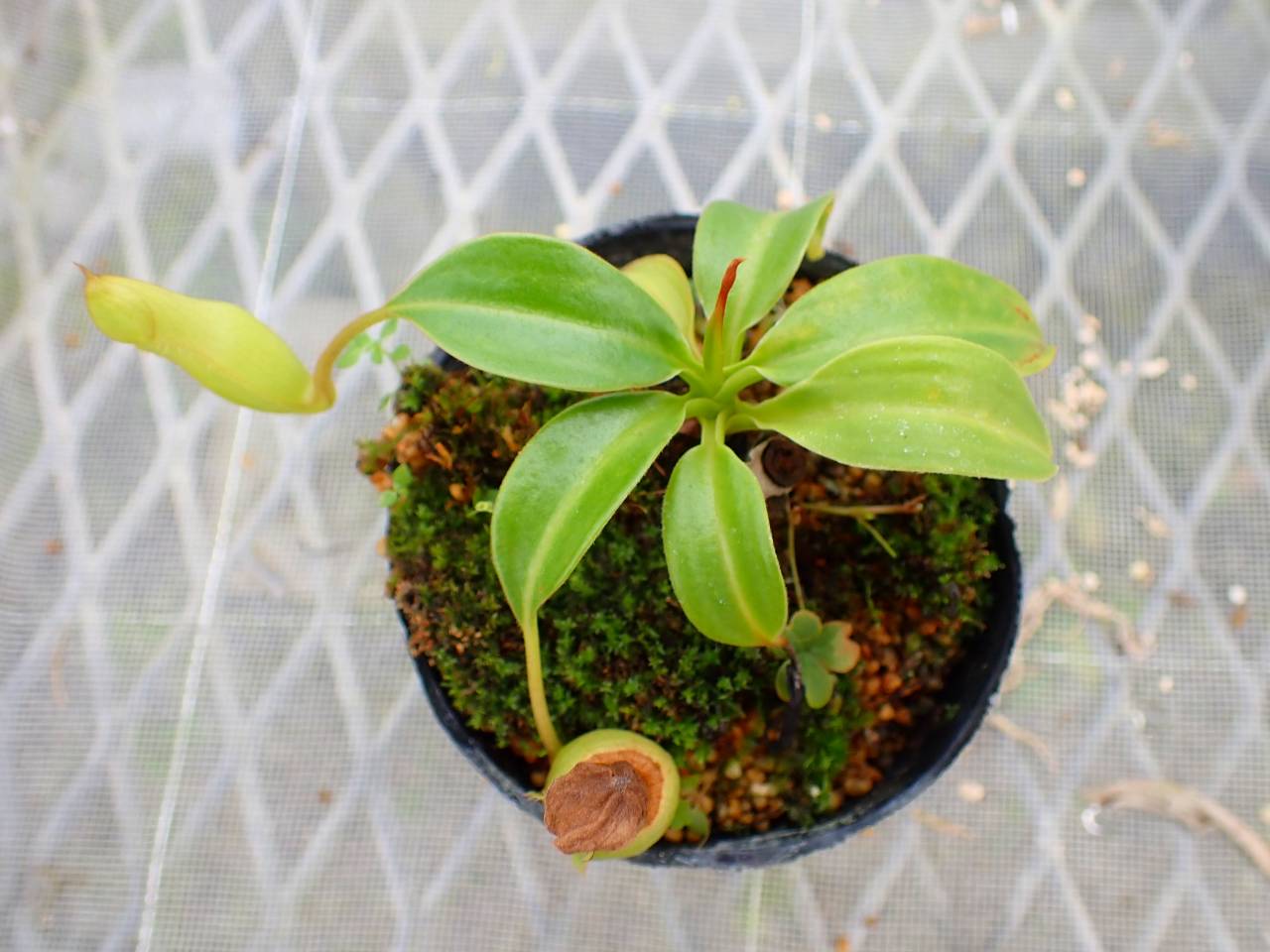 Y627 4-1 #BBB N. alata (f) var. boschiana EP - Y's Exotics （山田