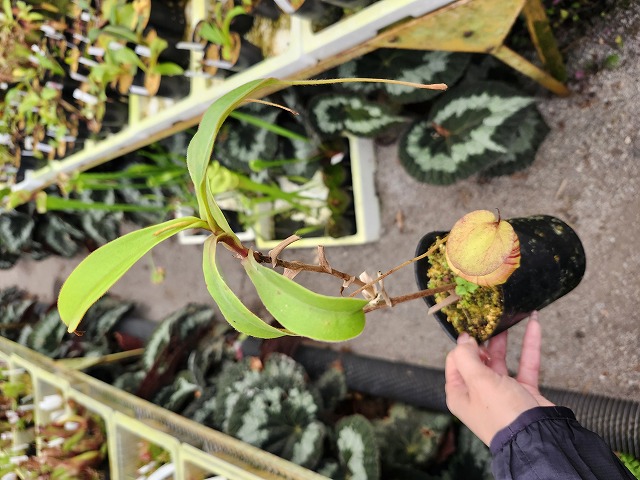 J202 1-1 N. peltata yellow phantom cv. Yamada x tenuis Y's