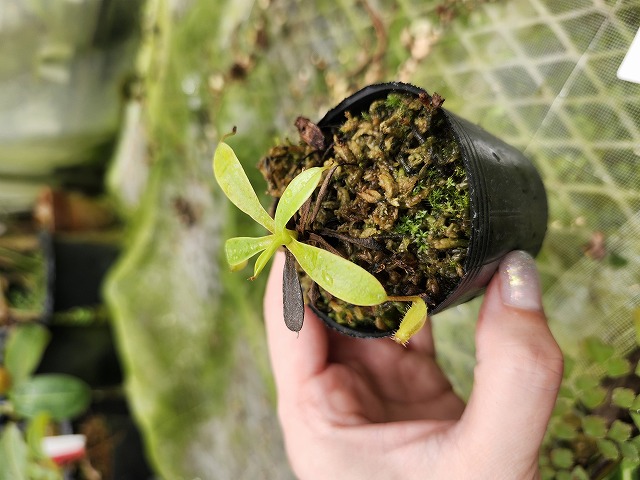 R635 2ura N. undulatifolia x ephippiata Y's - Y's Exotics （山田食