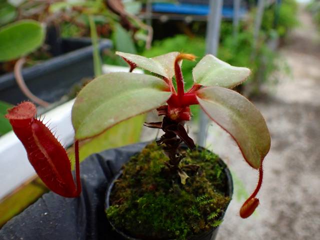 hananoya専用 Y305 1-3 #BBB N. (truncata x peltata Y's) x xharryana Tambuyukon