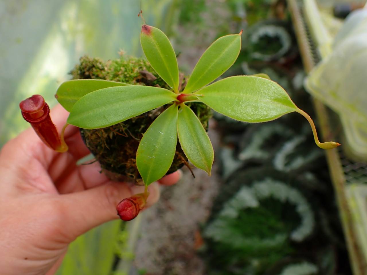G749 1-4 N. jacquelineae x lowii #NNN - Y's Exotics （山田食虫植物
