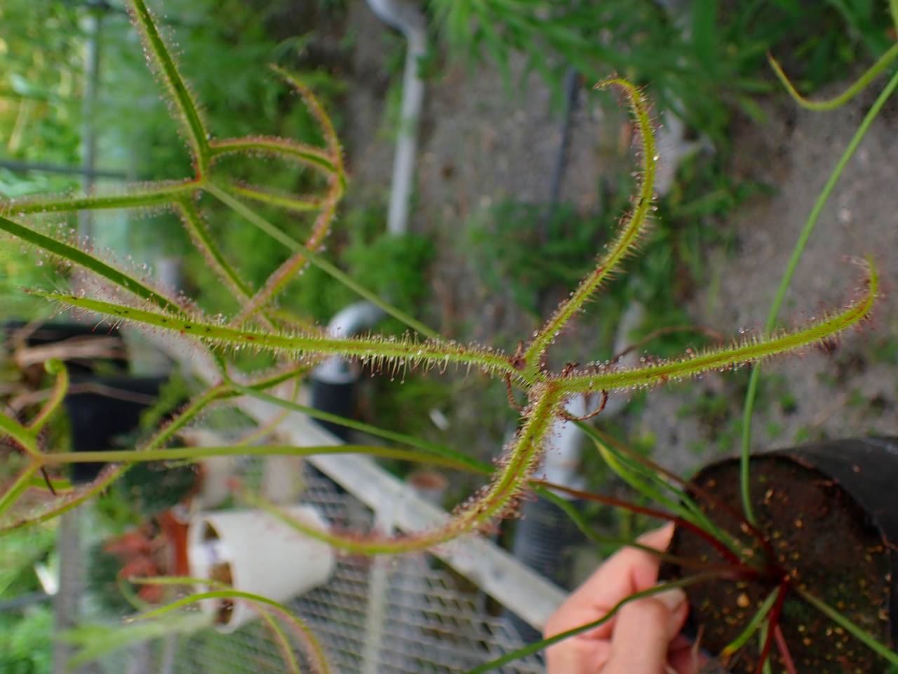 G481 4-1 D. binata var. dichotoma f. extrema (Giant plant) CK