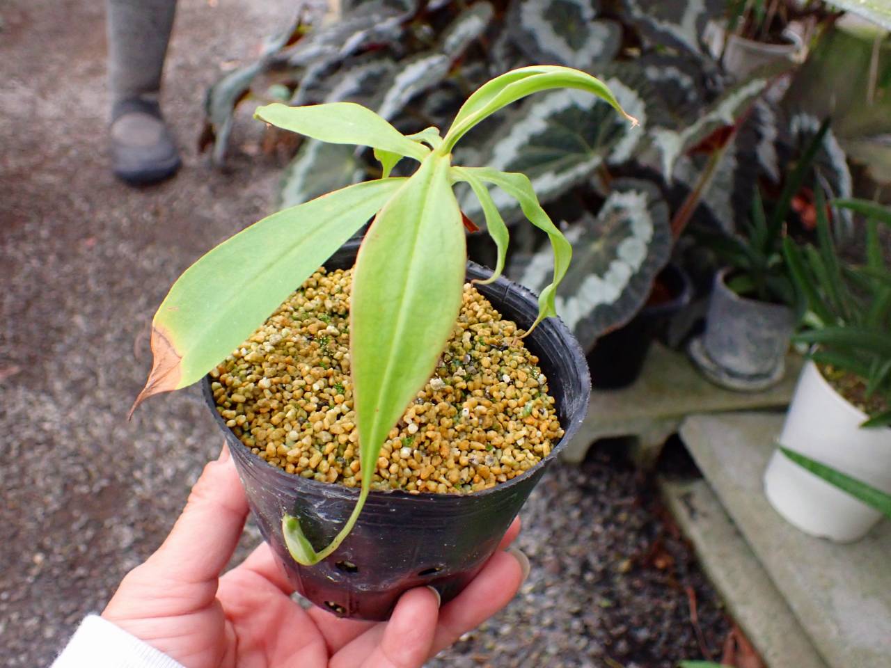 G141 3-2 N. viking (Kuraburi) x viking - Y's Exotics （山田食虫