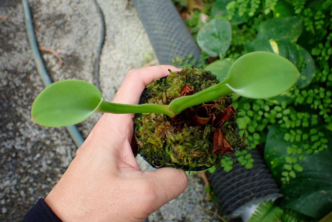 R424 1-1 H. exappendiculata (Chimanta Tepui) AW | Y's Exotics