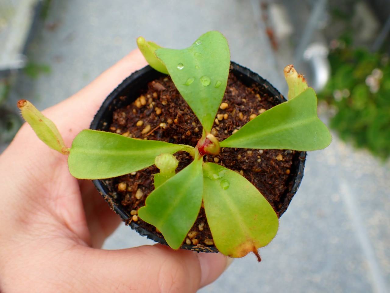 G170 5-1 [YA-170] N. clipeata Nep Garadner Y's Lab - Y's Exotics