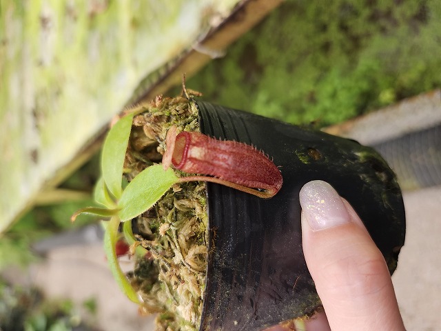 R578 1-3 N. rajah x xharryana Y's Lab - Y's Exotics （山田食虫植物