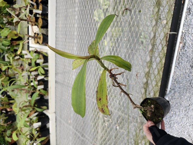 Y901 5-3 N. (viking x ampullaria red stripe) x ampullaria black
