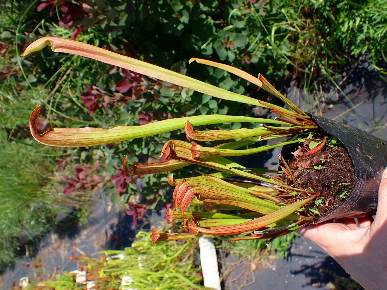 クリックで画像を表示