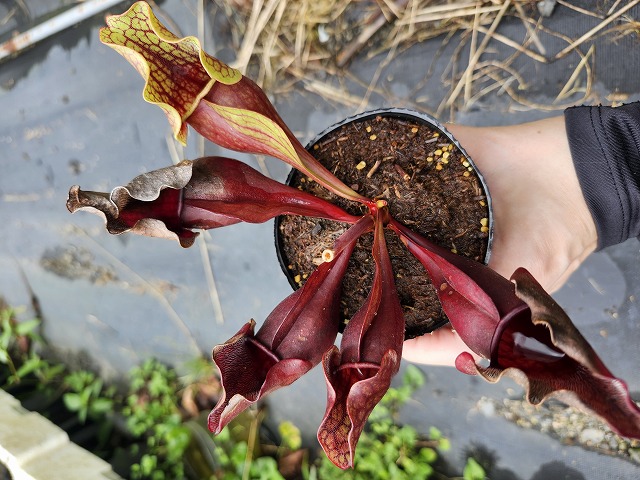 タイトル：昌蒲 G231 S. purpurea ssp. venosa (伊勢花菖蒲園選別丸形No.73) MS - Y's