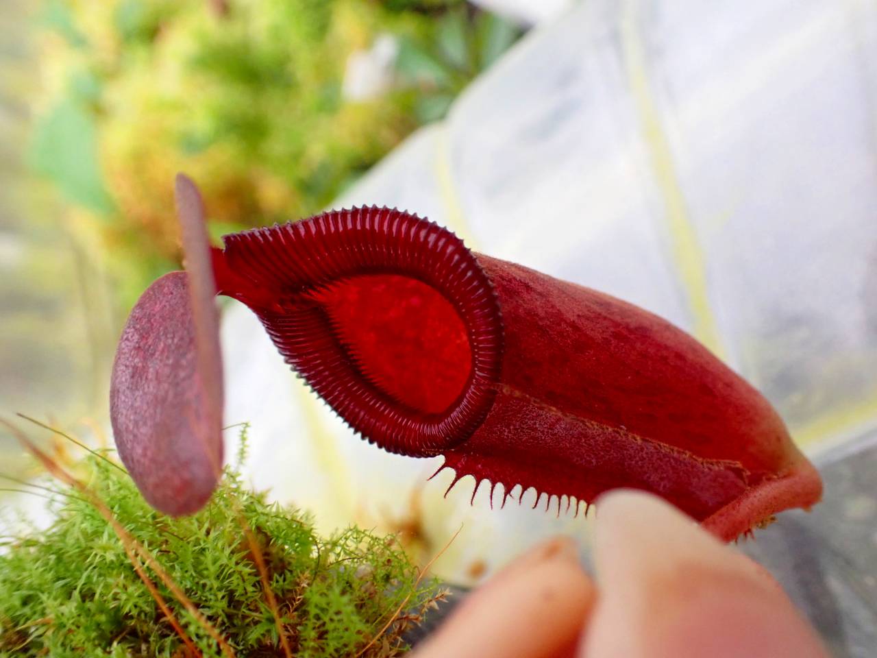 食虫植物N. rajah x villosa #NNN Nepenthes kinabaluensis (villosa x