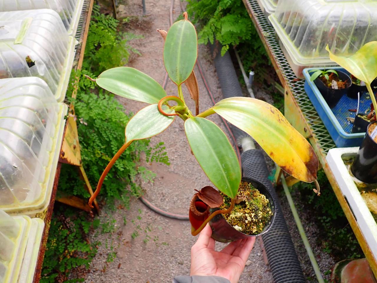 G674 1-2 Nepenthes macrophylla Trusmadi WP - Y's Exotics （山田食