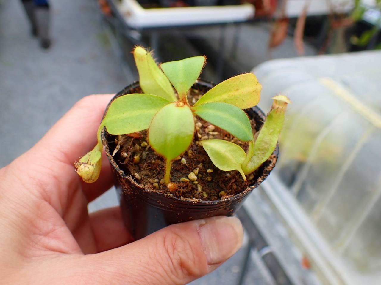 R288 5-1 [YA-170] N. clipeata Nep Gardner Y's Lab - Y's Exotics