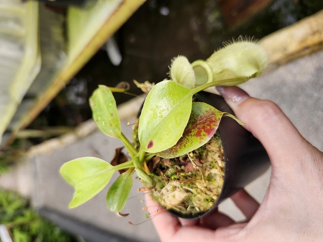 ロコモコ様 G184 1-2 N. rafflesiana Marudi nivea x robcantleyi #NNN