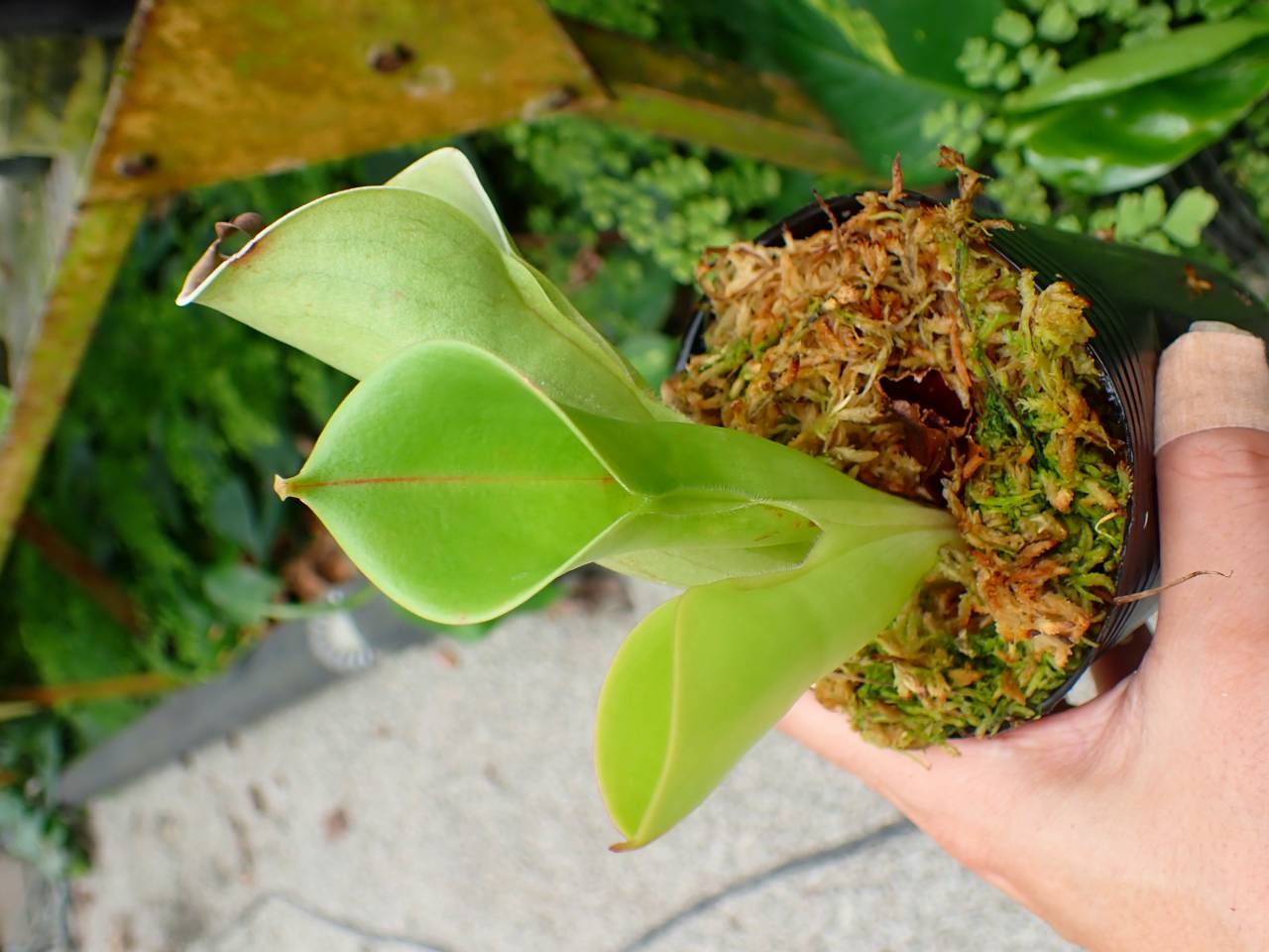 南アメリカのオニカミキリの1種・ペア J145 1-1 H. minor Y's | Y's Exotics （山田食虫植物農園）