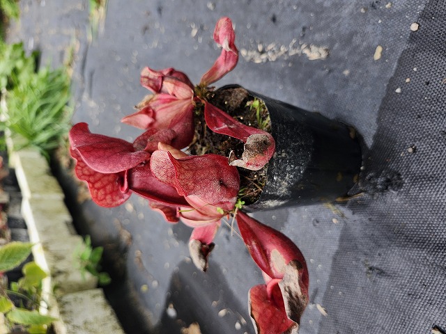 Y147 S. purpurea ssp. venosa (dark red flower) Y's | Y's Exotics
