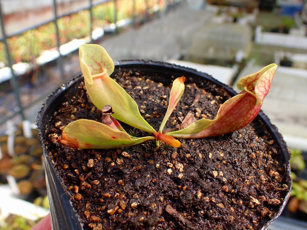 Y439 4-1 S. purpurea ssp. venosa var. burkii f. burkii-pink petals