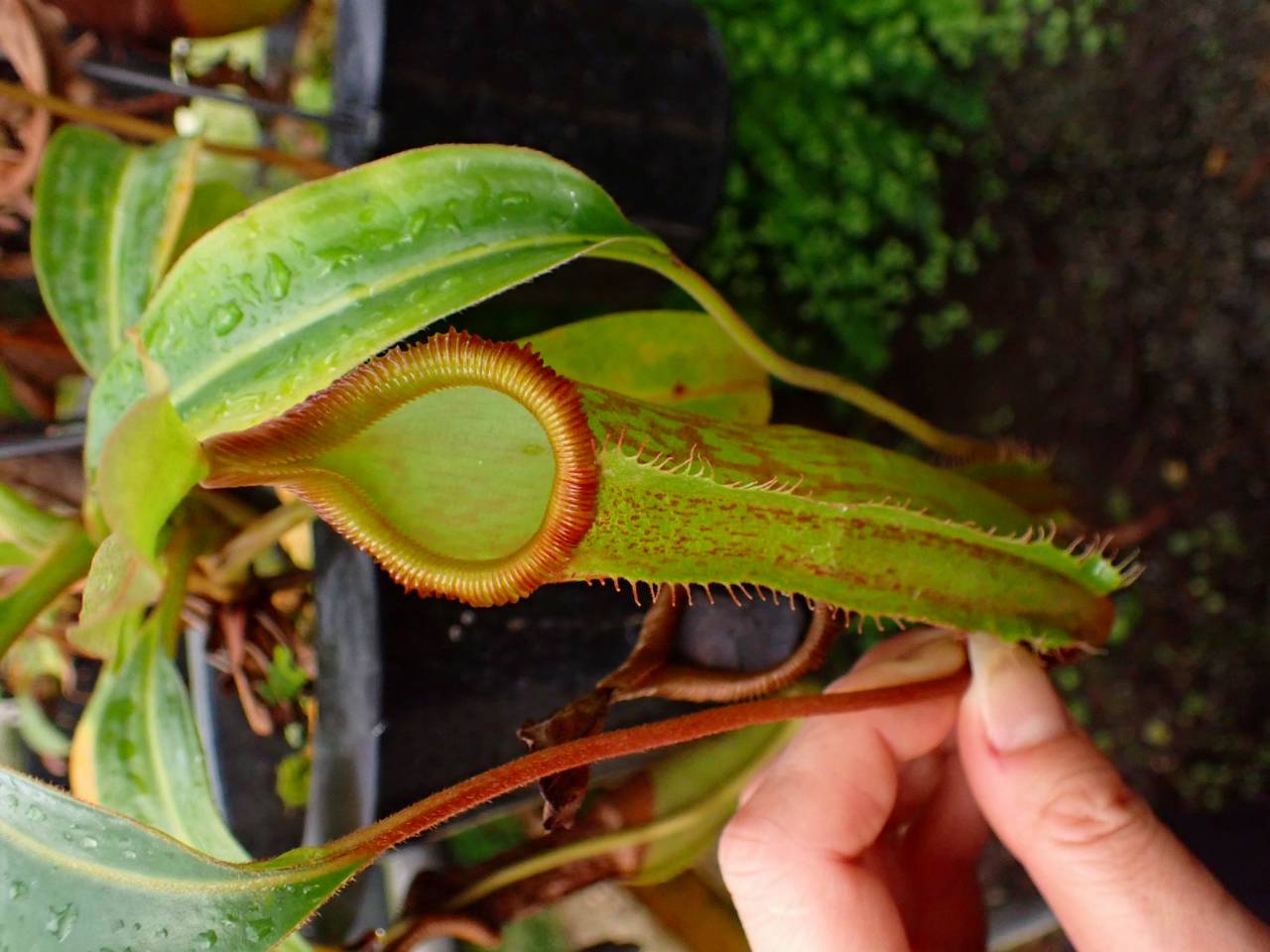 R221 1-2 N. maxima Sulawesi x edwardsiana East Ridge (No.2) SB