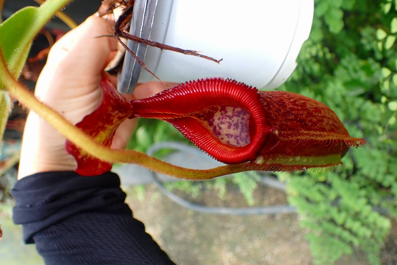Microcyphus rousseaui　ウニ　殻　大 Microcyphus rousseaui ウニ 殻 大