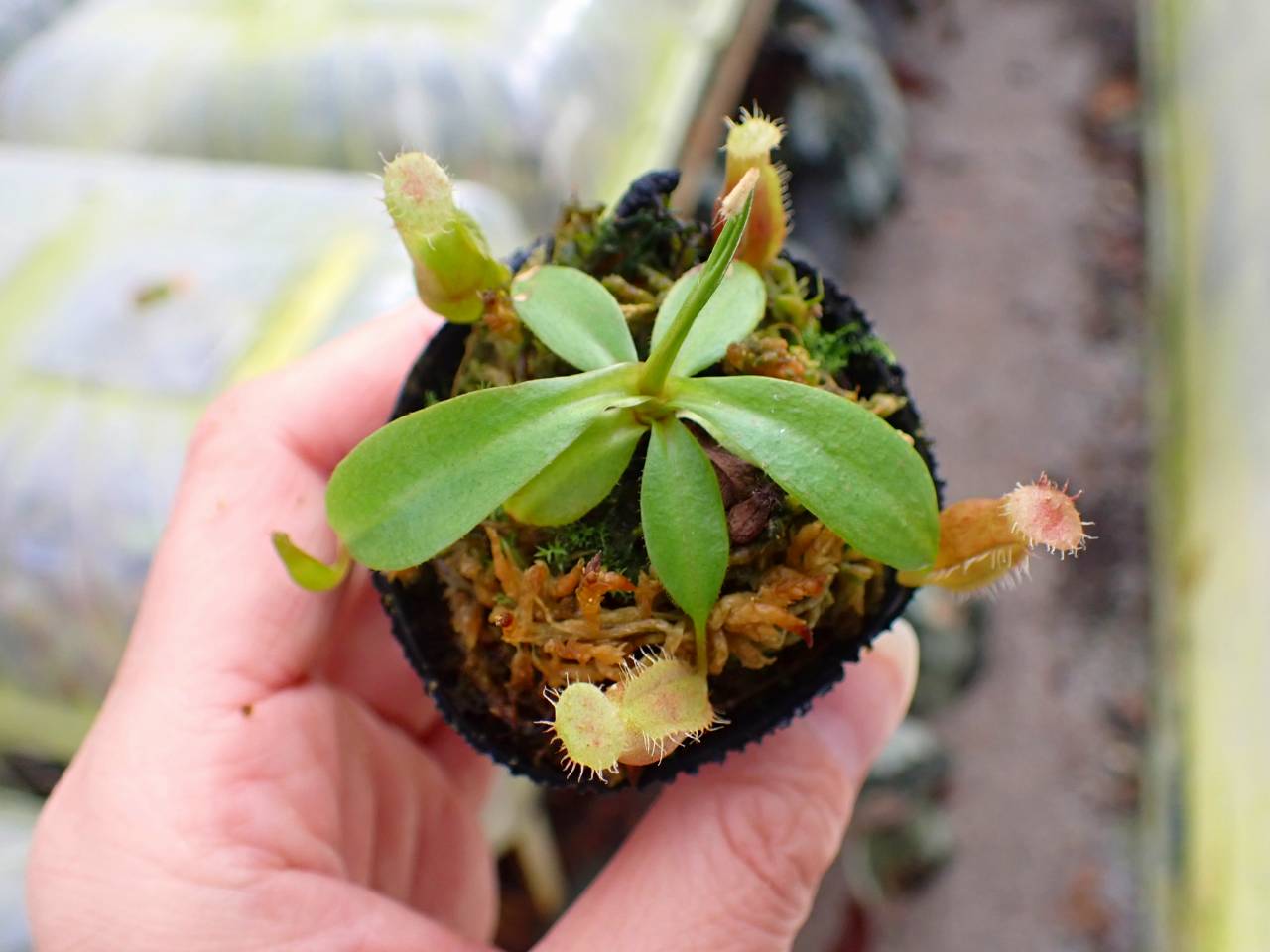 Y625 1-4 N. (sumatrana x boschiana #1 EP) x [(campanulata konan) x