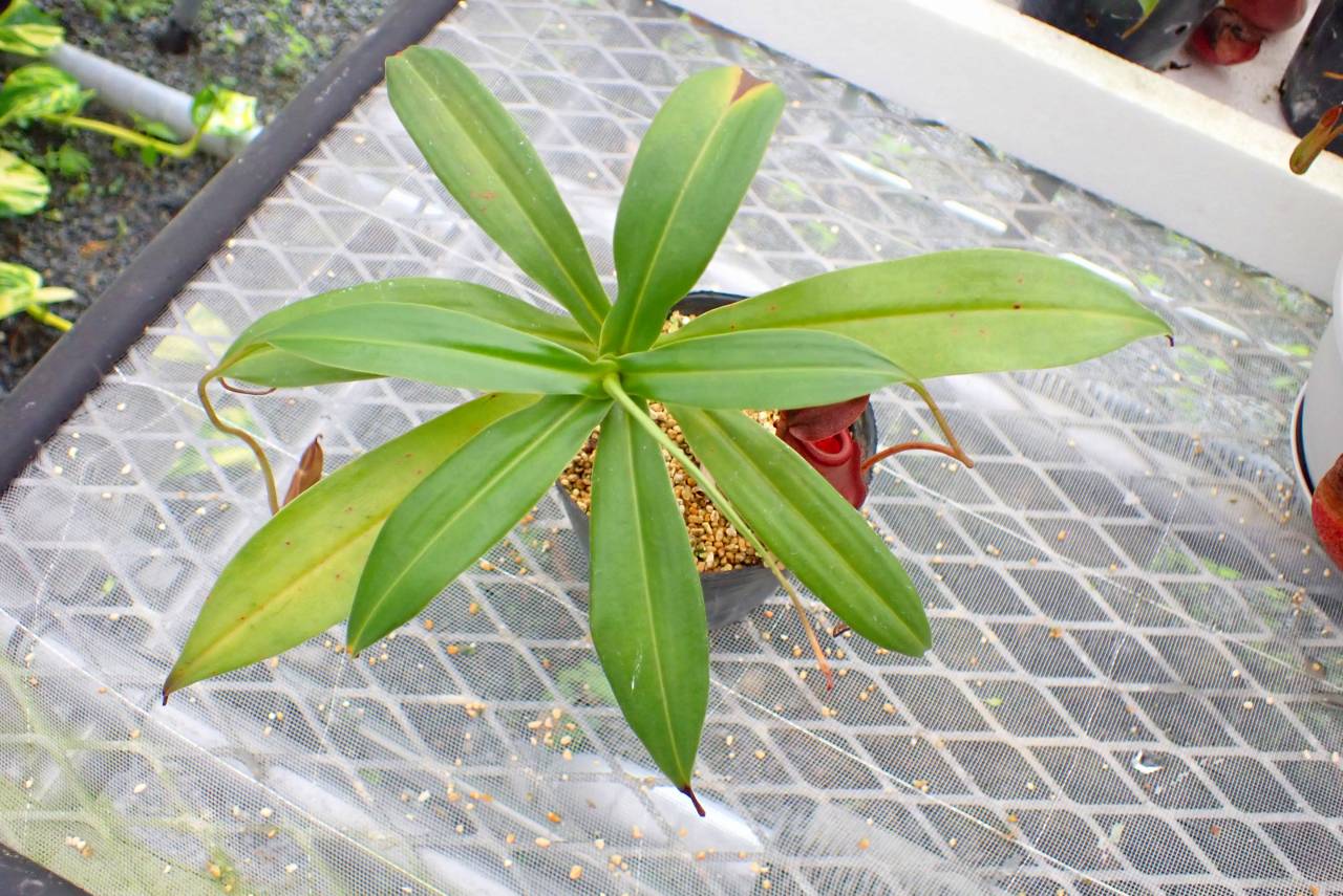 水草 BUCE for ponkotsushoten 水草 BUCE for ponkotsushoten Aquascaping Supplies | Aquarium