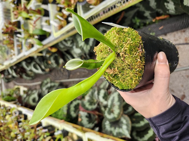 P160 1-1 H. heterodoxa AW | Y's Exotics (山田食虫植物農園) P160 1-1 H. heterodoxa AW | Y's Exotics (山田食虫植物農園)