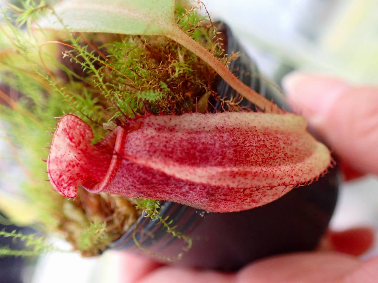 Y372 1-4 N. maxima x ephippiata #NNN - Y's Exotics （山田食虫植物