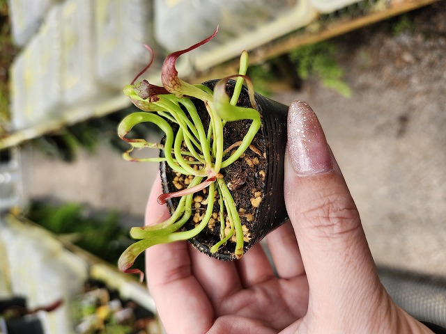 食虫植物　Darlingtonia californica ダーリングトニア ダーリングトニア・カリフォルニカ・Darlingtonia californica