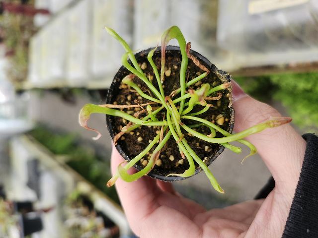 食虫植物 Darlingtonia californica ダーリングトニア - メルカリ