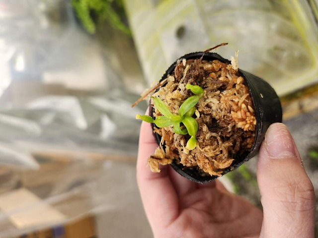 Y484 1-2 N. macrophylla {clone11, Gunung trusmadi, Borneo